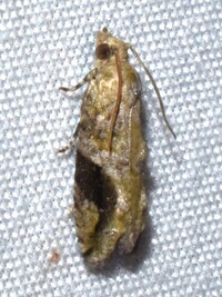 Proteoteras crescentana