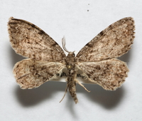 Protoboarmia porcelaria