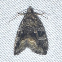 Protodeltote muscosula