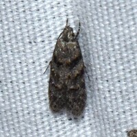 Pseudotelphusa unidentified species