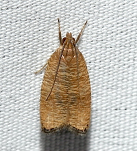 Psilocorsis cryptolechiella