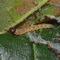 Psilocorsis reflexella