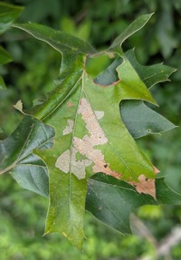 Psilocorsis reflexella