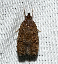 Psilocorsis reflexella