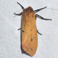 Pyrrharctia isabella