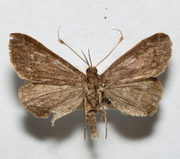 Renia unidentified species