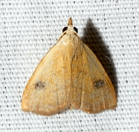 Rivula propinqualis