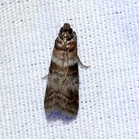Sciota uvinella