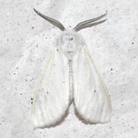 Spilosoma congrua