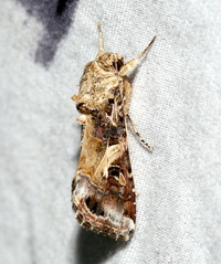Spodoptera ornithogalli