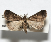 Tetanolita mynesalis
