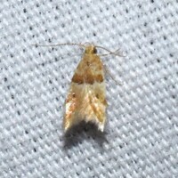 Theisoa constrictella