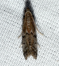 Vitula edmandsii