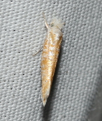Zelleria retiniella