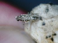 Scrobipalpula sacculicola