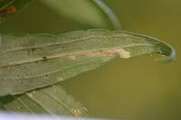 Scrobipalpula sacculicola