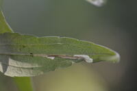 Scrobipalpula sacculicola