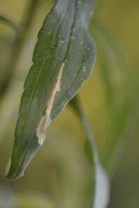 Scrobipalpula sacculicola
