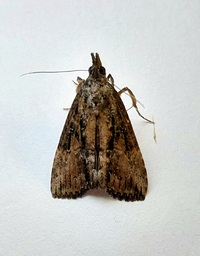 Hypena scabra