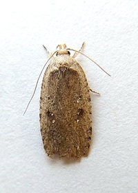 Agonopterix argillacea