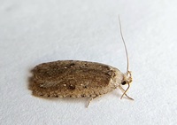 Agonopterix argillacea