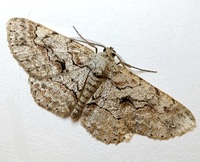 Iridopsis defectaria