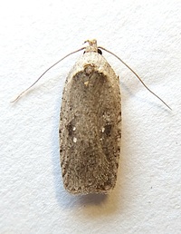 Agonopterix argillacea