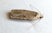 Agonopterix argillacea