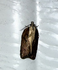 Acleris flavivittana