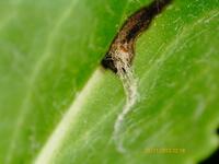 Scrobipalpula new species 1 - on Packera