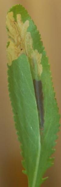 Scrobipalpula new species 1 - on Packera