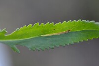 Scrobipalpula new species 1 - on Packera