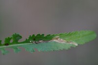 Scrobipalpula new species 1 - on Packera
