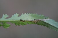 Scrobipalpula new species 1 - on Packera