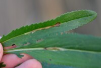 Scrobipalpula new species 1 - on Packera