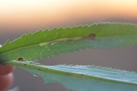 Scrobipalpula new species 1 - on Packera