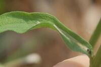 Scrobipalpula new species 2 - on Erigeron