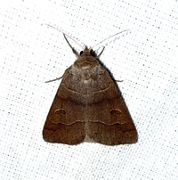 Phoberia atomaris