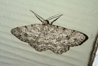 Ectropis crepuscularia