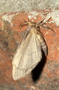 Lambdina fervidaria