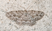 Ectropis crepuscularia