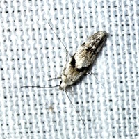 Arogalea cristifasciella