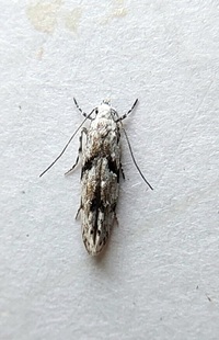 Arogalea cristifasciella