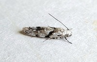 Arogalea cristifasciella