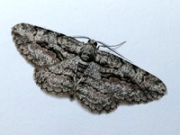 Anavitrinella pampinaria