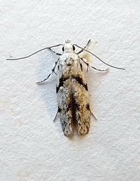 Arogalea cristifasciella
