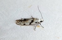 Arogalea cristifasciella