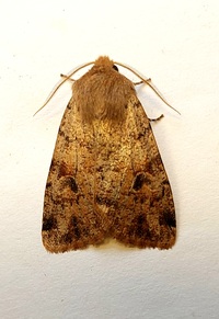 Orthosia rubescens