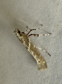 Povolnya quercinigrella