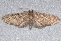 Eupithecia matheri